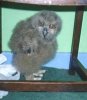 baby owl.jpg