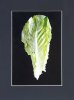 Lettuce-Leaf.jpg