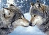 wolflove.gif